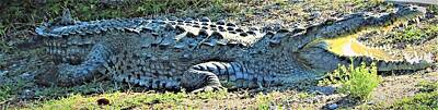 Royalty-Free and Rights-Managed Images - Blue Crocodile by Joshua Bales