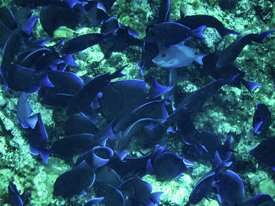 World Forgotten Rights Managed Images - Blue Fish of the Caymans Royalty-Free Image by Dan Podsobinski