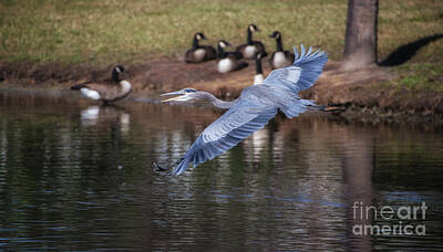 Vintage Diner Cars Royalty Free Images - Blue Heron Coming in Hot Royalty-Free Image by Dale Powell