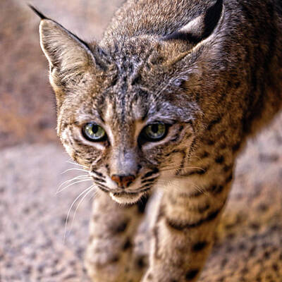 Mammals Photos - Bobcat by Mitch Cat