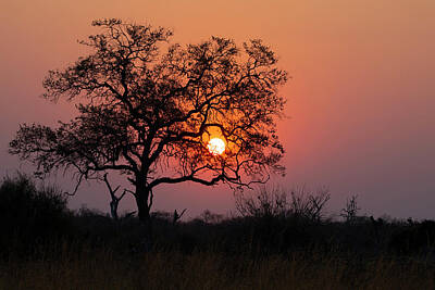 The Art Of Fishing - Botswana Sunset by John Rodrigues