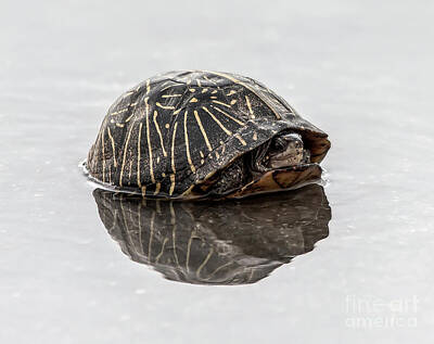 Recently Sold - Reptiles Photo Royalty Free Images - Box turtle in a puddle Royalty-Free Image by Rodney Cammauf