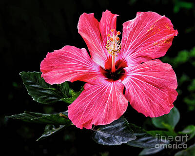 Abstract Male Faces - Bright Red Hibiscus by Norman Gabitzsch