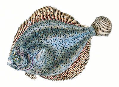 Beach Drawings - Brill Fish by David Letts