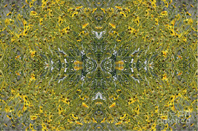 Grateful Dead Rights Managed Images - Brilliant Yellow Brittle Bush Burst Pattern Royalty-Free Image by Colleen Cornelius