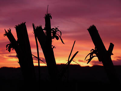 Jonny Jelinek Royalty-Free and Rights-Managed Images - Broken Trees - Sunset Silhouettes by Jonny Jelinek