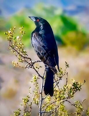 Creative Charisma - Bronzed Cowbird on Creosote by Judy Kennedy