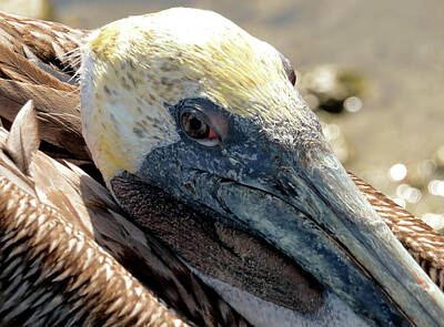 Animals Photos - Brown Pelican  by Jennifer Wheatley Wolf