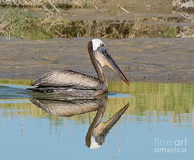 Animal Surreal - Brown Pelican Reflected by Dennis Hammer