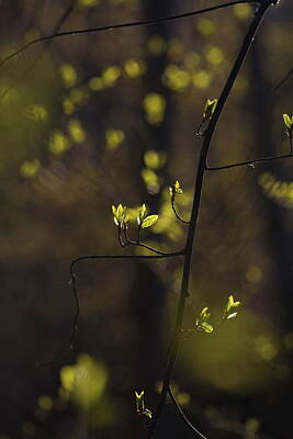Christmas Trees - Budding leaves are glowing green in a sunny forest in spring 1 by Ulrich Kunst And Bettina Scheidulin