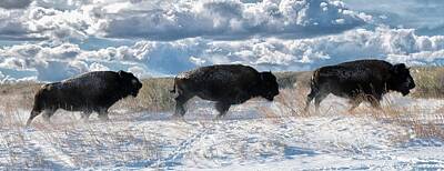 New Years - Buffalo charge.  Bison Running, Ground Shaking When They Trampled through Arsenal Wildlife Refuge by Lena Owens - OLena Art Vibrant Palette Knife and Graphic Design