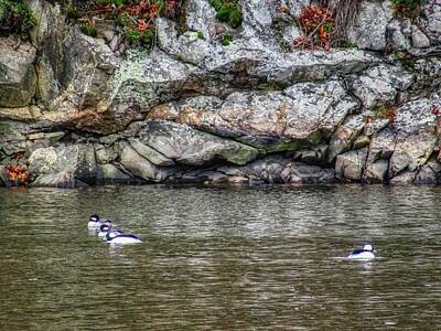 Cat Tees Rights Managed Images - Buffleheads on the Bass River Royalty-Free Image by Scott Hufford