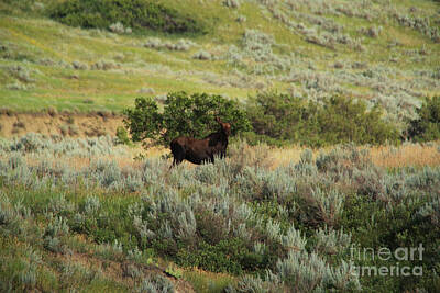 Coffee - Bull moose in early summer by Jeff Swan