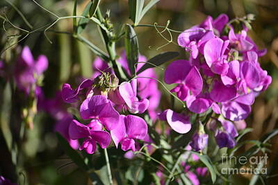 Man Cave - Bunch of Pink Sweet Peas in the Sun by Brenda Landdeck