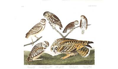 Comics Paintings - Burrowing Owl, Large-headed Burrowing Owl, Little night Owl, Columbian Owl, Short-eared Owl by John  by Celestial Images
