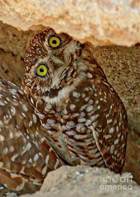 Maps Maps And More Maps - Burrowing Owl Side Eye by Carol Groenen
