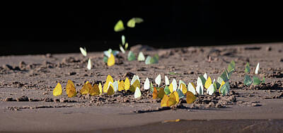 Kim Fearheiley Photography Rights Managed Images - Butterflies on the Sand Royalty-Free Image by Patrick Nowotny