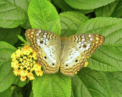 Fruit Photography - Butterfly 3 SILVER-WASHED FRITILLARY by Ed Cassady