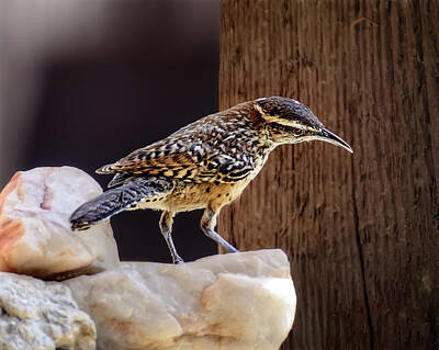 Mark Myhaver Rights Managed Images - Cactus Wren h1904 Royalty-Free Image by Mark Myhaver