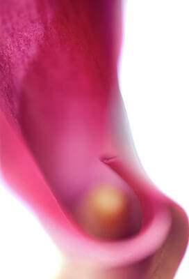 Abstract Flowers Photos - Calla Lily. Illuminated by Jenny Rainbow