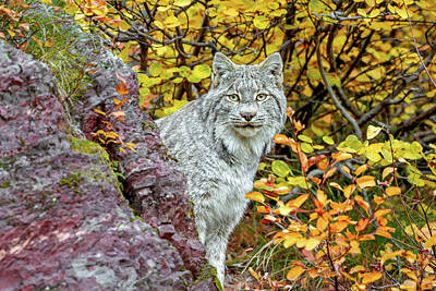 Lighthouse - Canada Lynx by Jack Bell