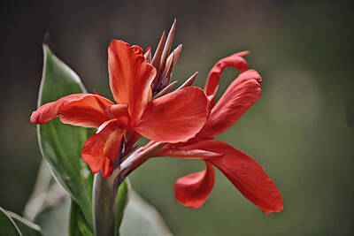 Florals Rights Managed Images - Canna Lily Flower Royalty-Free Image by Gaby Ethington
