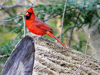 Neutrality Royalty Free Images - Cardinal Woods Ohio Royalty-Free Image by Nancy Spirakus