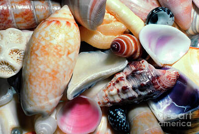 Discover Inventions - Caribbean Seashell Collection by Thomas R Fletcher