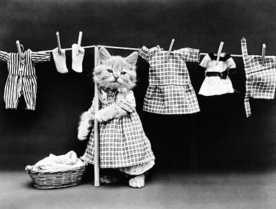 Animals Photos - Cat Hanging Laundry On Clothesline - Harry Whittier Frees by War Is Hell Store