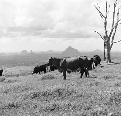 Vintage Baseball Players - Cattle farm near Glass House Mountains  December 1970 by Celestial Images