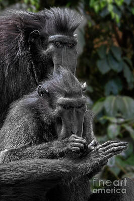 Womens Empowerment Rights Managed Images - Celebes Crested Macaque Royalty-Free Image by Arterra Picture Library