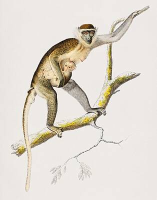 Animals Paintings - Cercopithecus griseus  Guenon Grivet  illustrated by Charles Dessalines D Orbigny  1806-1876  by Celestial Images