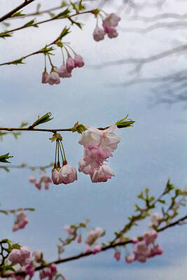 Impressionism Photos - Cherry Blossoms - Impressionist by Robert Ullmann