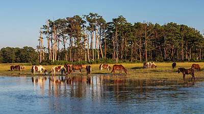Louis Dallara Royalty-Free and Rights-Managed Images - chincoteague Island ponies by Louis Dallara