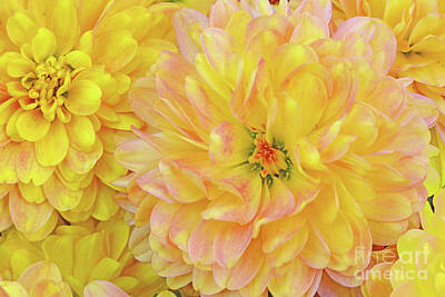 Curated Travel Chargers - Chrysanthemums in Yellow by Regina Geoghan