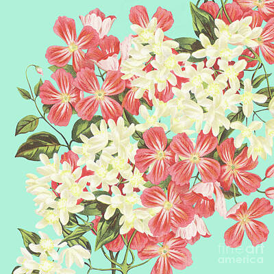Florals Digital Art - Clematis Floral Pattern by Sharon Mau