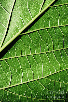 Staff Picks - Close-up detail of a mulberry leaf illuminated by the sun, green by Joaquin Corbalan