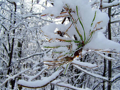Bear Photography - Close-up of a pine tree branch covered of snow by Celine Bisson