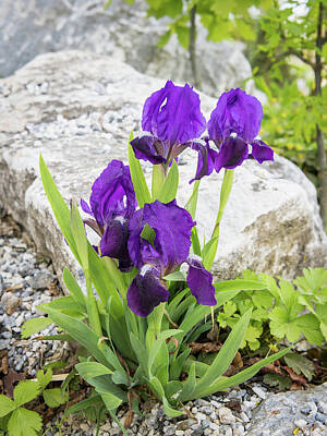 Guitar Patents - Closeup of a dwarf iris in front of a small rock by Stefan Rotter