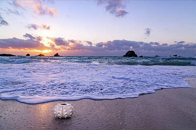 Beach Photo Rights Managed Images - Coastal Sunrise Sea Urchin  Royalty-Free Image by Betsy Knapp