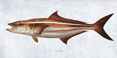 Portraits Paintings - Cobia Portrait by Guy Crittenden