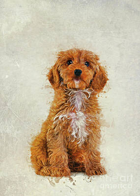 Animals Digital Art Royalty Free Images - Cockapoo Royalty-Free Image by Ian Mitchell