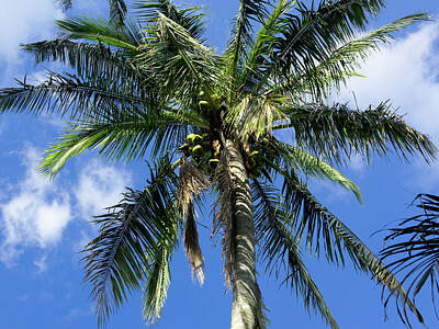 Animal Paintings David Stribbling Rights Managed Images - Coconut Palm Tree Against Blue Sky Royalty-Free Image by Jill Nightingale