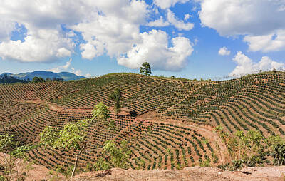 Sheep - Coffee plantation in the highlands of Honduras by Marek Poplawski