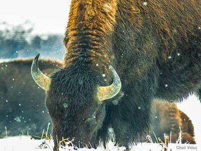 Target Threshold Nature - Cold Buffalo Day by Chad Vidas