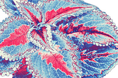 Ira Marcus Royalty-Free and Rights-Managed Images - Coleus in Blue and Red by Ira Marcus