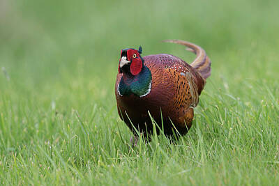 Wilderness Camping - colorful... Ring-necked Pheasant by Ralf Kistowski
