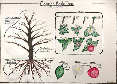 Food And Beverage Paintings - Common Apple Tree Guide by Michael Panno