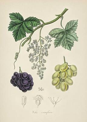 Audrey Hepburn - Common grape vine  Vitis vinifera  illustration from Medical Botany  1836 by John Stephenson and Ja by Celestial Images