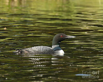 Comic Character Paintings - Common Loon mid afternoon by Heather King